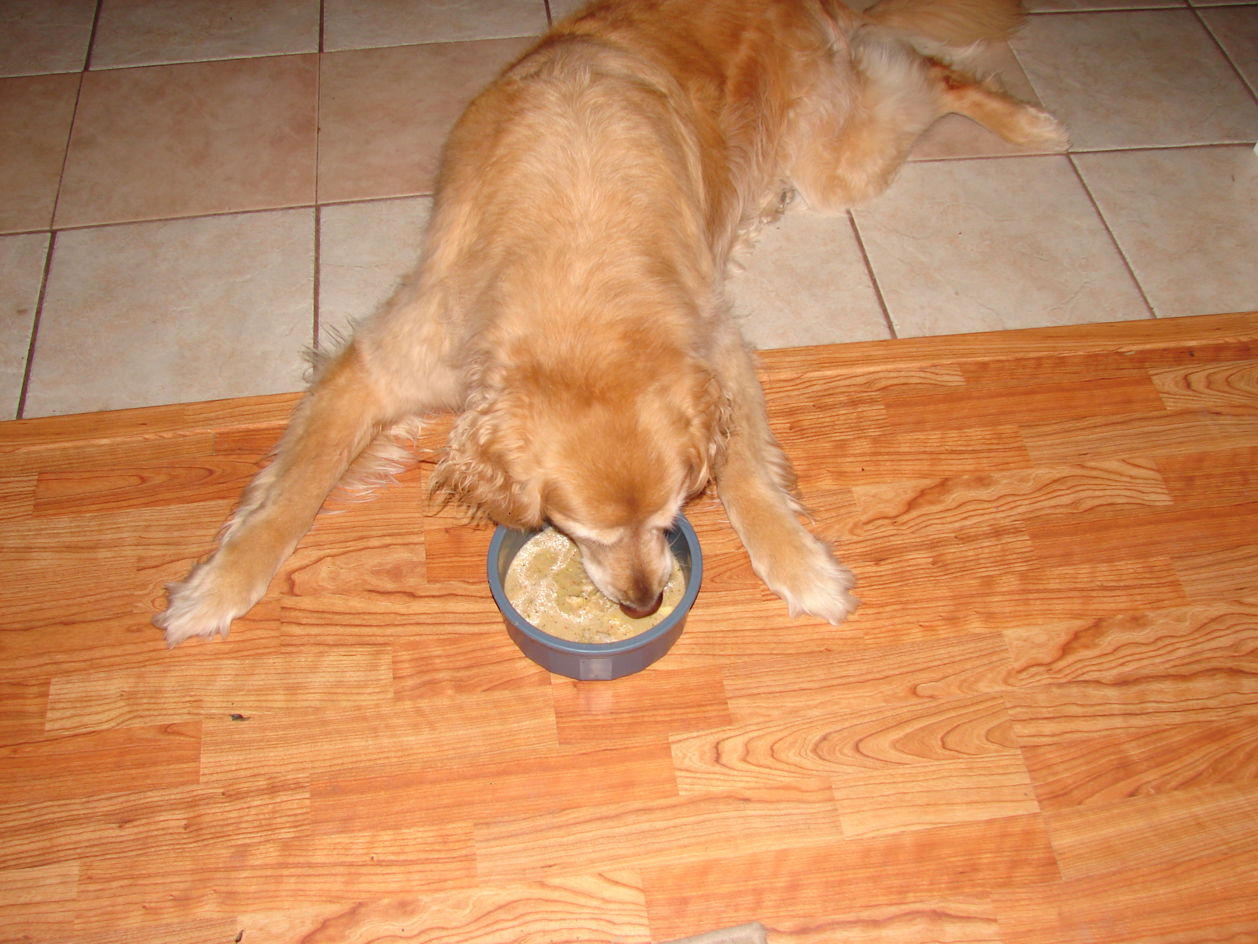 Rio s Soup For Dogs Recipe Rio s Story
