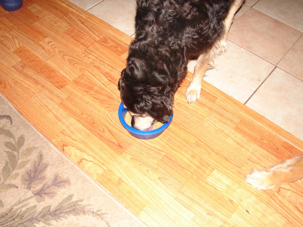 Rio’s Soup for Dogs Recipe Rio's Story